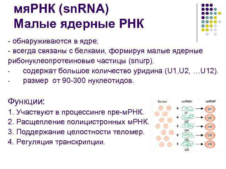 Малые рнк. МЯРНК строение. Малые ядерные РНК. Роль МЯРНК. Малые ядерные РНК структура.
