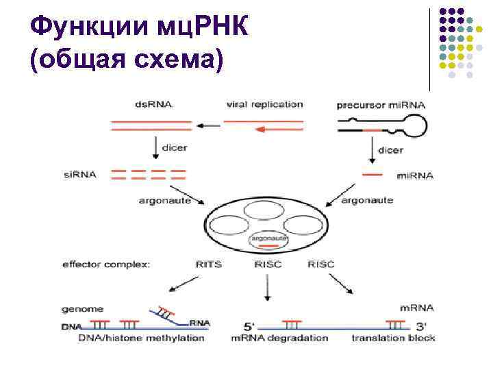 Функции мц. РНК (общая схема) 