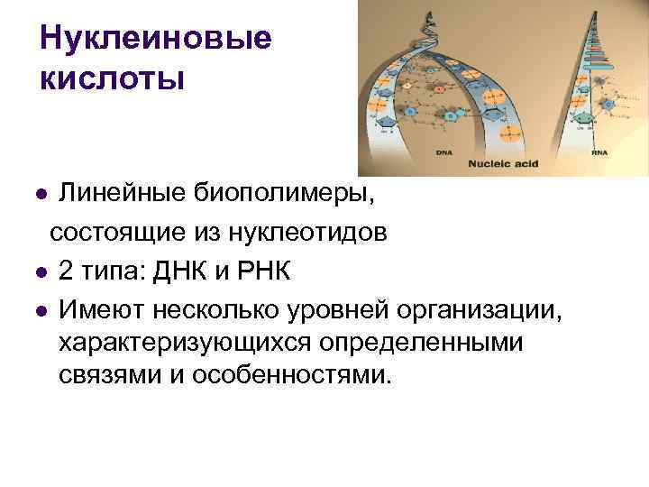 Нуклеиновые кислоты Линейные биополимеры, состоящие из нуклеотидов l 2 типа: ДНК и РНК l