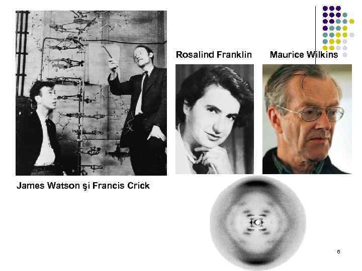 Rosalind Franklin Maurice Wilkins James Watson şi Francis Crick 6 