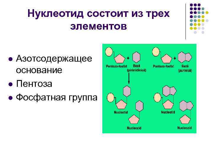 Нуклеотид состоит из трех элементов l l l Азотсодержащее основание Пентоза Фосфатная группа 