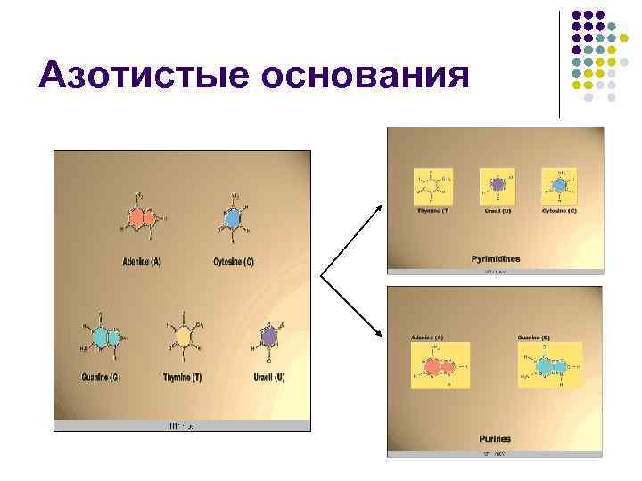 Азотистые основания 