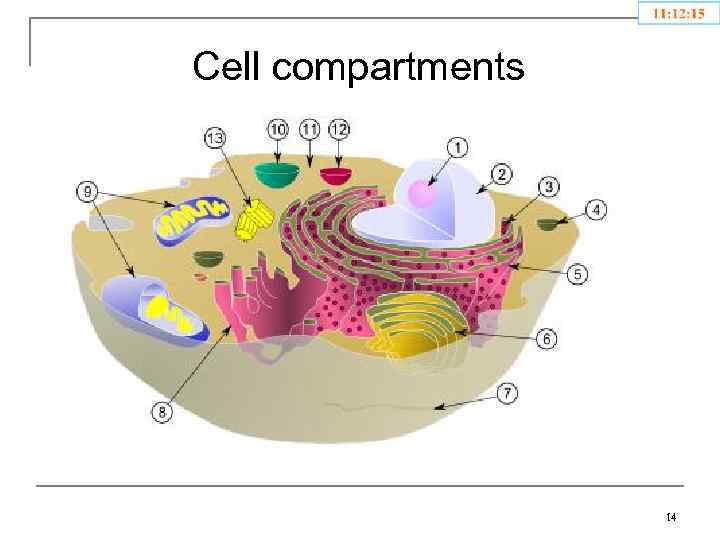 Cell compartments 14 