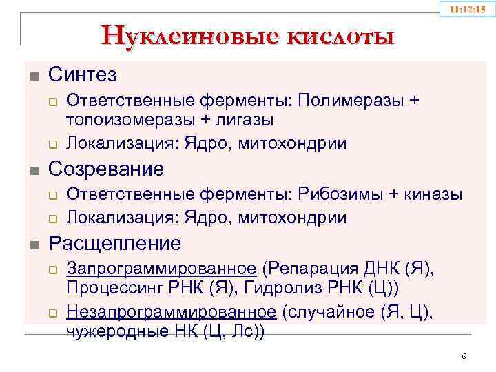Нуклеиновые кислоты n Синтез q q n Созревание q q n Ответственные ферменты: Полимеразы