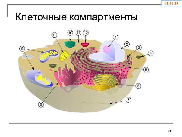 Клеточные компартменты 14 