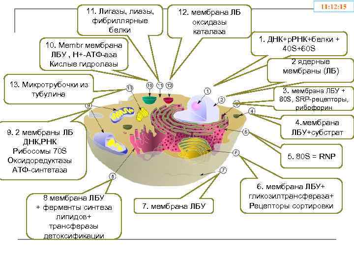 11. Лигазы, лиазы, фибриллярные белки 12. мембрана ЛБ оксидазы каталаза 10. Membr мембрана ЛБУ