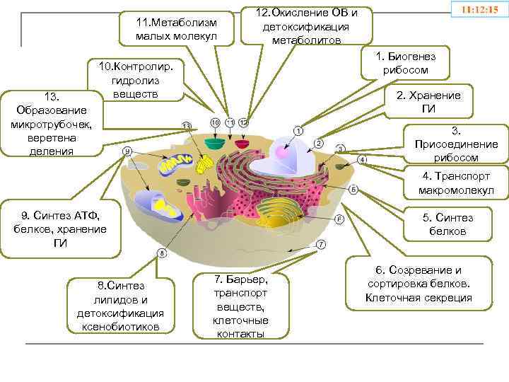 На рисунке изображен процесс метаболизма эукариотической клетки. Процесс метаболизма эукариотической клетки схема. Метаболический аппарат клетки. Эукариотическая клетка Тип обмена веществ. Энергетический обмен эукариотической клетки этапы.