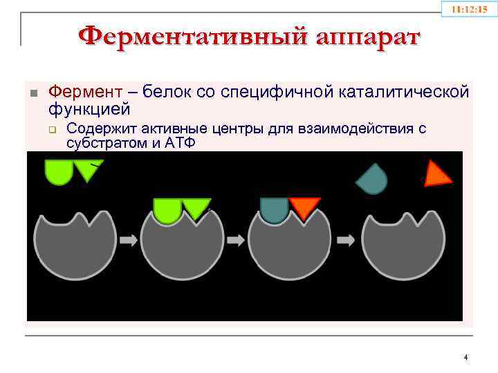 Ферментативный аппарат n Фермент – белок со специфичной каталитической функцией q n Содержит активные