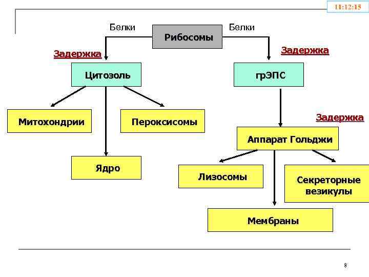 Белки Рибосомы Белки Задержка Цитозоль Митохондрии гр. ЭПС Задержка Пероксисомы Аппарат Гольджи Ядро Лизосомы