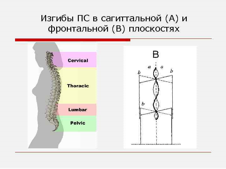 Изгибы ПС в сагиттальной (А) и фронтальной (В) плоскостях 