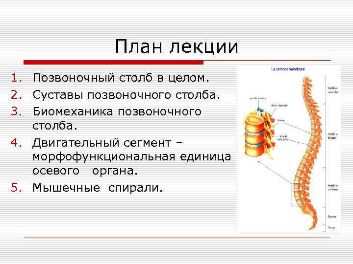 План лекции 1. Позвоночный столб в целом. 2. Суставы позвоночного столба. 3. Биомеханика позвоночного