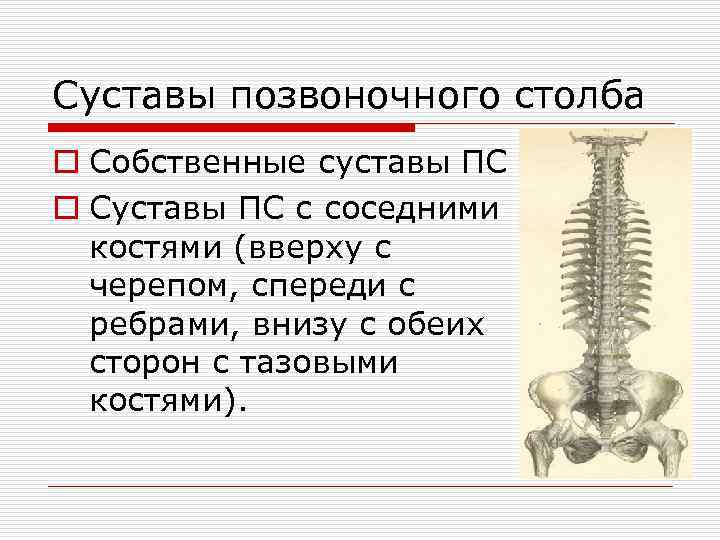 Суставы позвоночного столба o Собственные суставы ПС o Суставы ПС с соседними костями (вверху