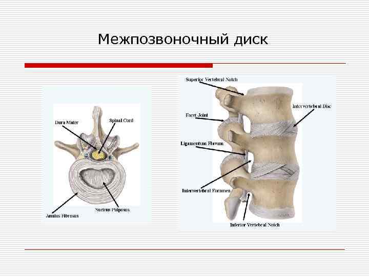 Межпозвоночный диск 