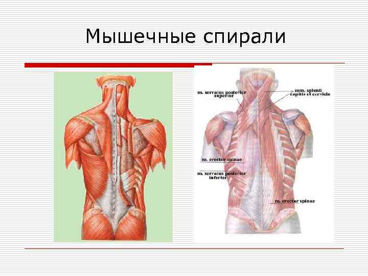 Мышечные спирали 