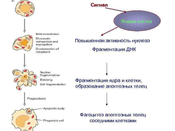 Сигнал Этапы апоптоза Живая клетка Повышенная активность нуклеаз Фрагментация ДНК Фрагментация ядра и клетки,