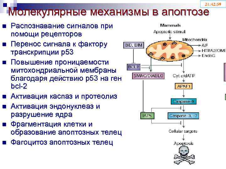 Молекулярные механизмы в апоптозе n n n n Распознавание сигналов при помощи рецепторов Перенос