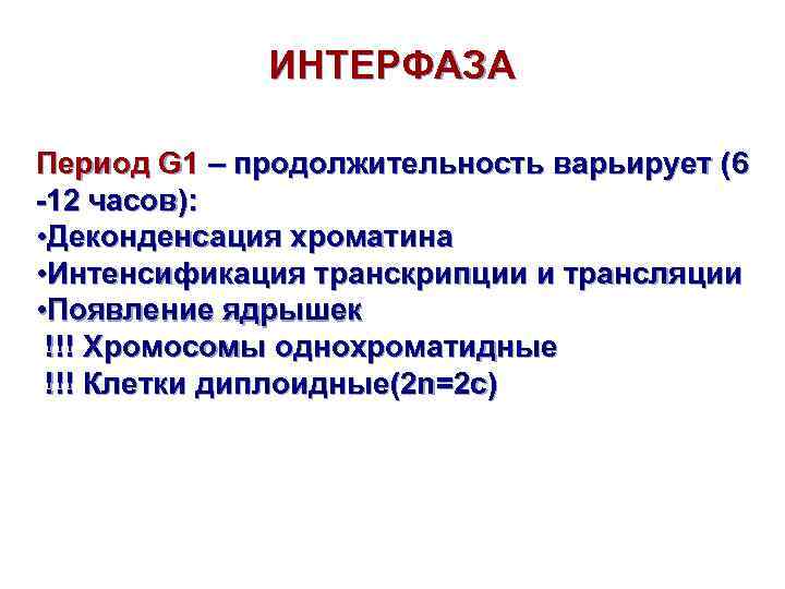 ИНТЕРФАЗА Период G 1 – продолжительность варьирует (6 -12 часов): • Деконденсация хроматина •