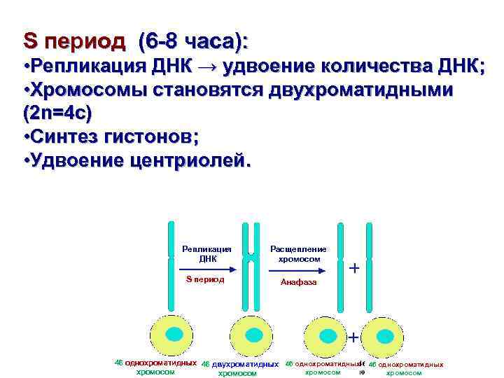 S период (6 -8 часа): • Репликация ДНК → удвоение количества ДНК; • Хромосомы