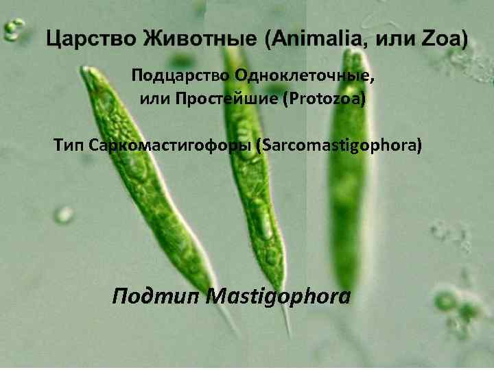 Подцарство Одноклеточные, или Простейшие (Protozoa) Тип Саркомастигофоры (Sarcomastigophora) Подтип Mastigophora 