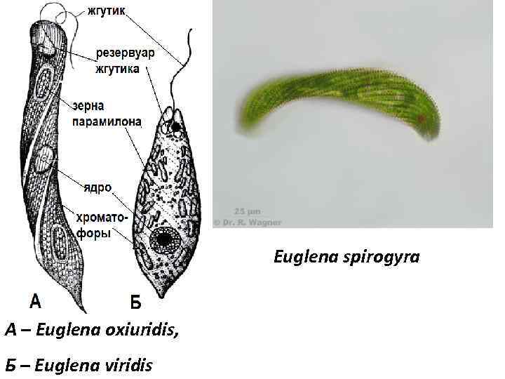 Euglena spirogyra A – Euglena oxiuridis, Б – Euglena viridis 