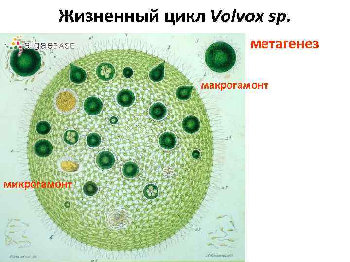 Жизненный цикл Volvox sp. метагенез макрогамонт микрогамонт 