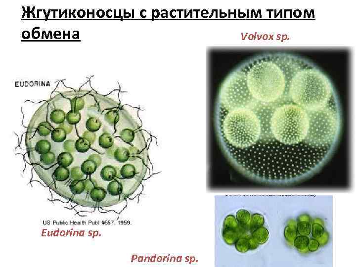 Жгутиконосцы с растительным типом обмена Volvox sp. Eudorina sp. Pandorina sp. 