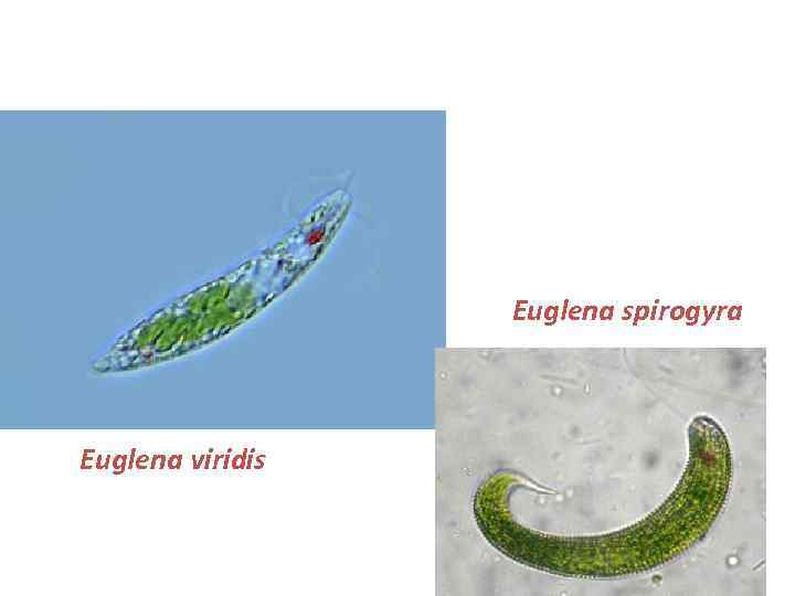 Euglena viridis Euglena spirogyra Euglena viridis 