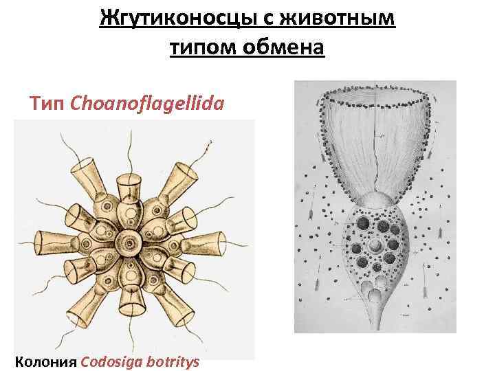 Жгутиконосцы с животным типом обмена Тип Choanoflagellida Колония Codosiga botritys 