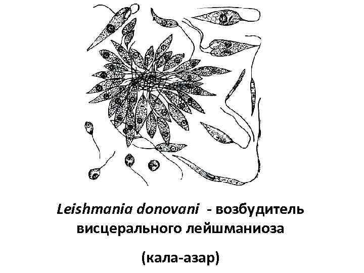 Leishmania donovani - возбудитель висцерального лейшманиоза (кала-азар) 