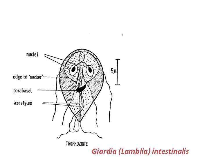 Giardia (Lamblia) intestinalis 