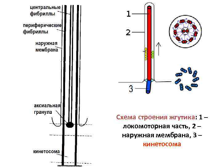 Размер жгутика. Строение жгутика. Строение жгутика простейших. Строение базального тела жгутика. Внутреннее строение жгутика.