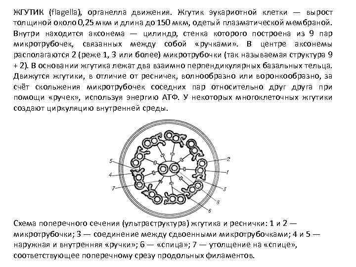 Химический состав жгутика. Ультраструктура жгутика. Базальные тельца. Базальное тельце жгутика. Поперечный срез жгутика.