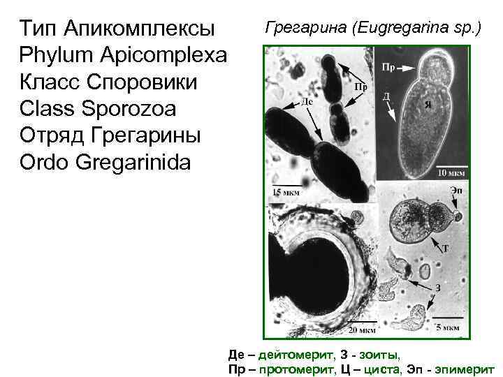 Тип Апикомплексы (Apicomplexa) Кольподеллиды — хищные жгутиконосцы,
