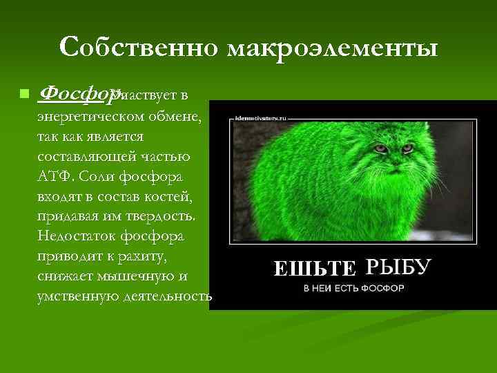 Собственно макроэлементы n Фосфор. Участвует в энергетическом обмене, так как является составляющей частью АТФ.