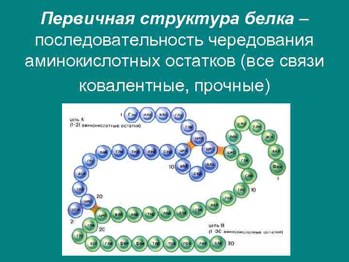 Первичная структура белка – последовательность чередования аминокислотных остатков (все связи ковалентные, прочные) 