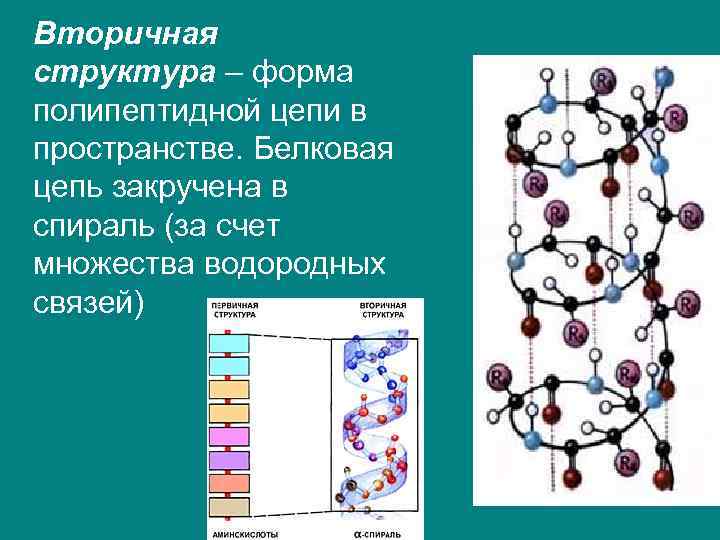 Вторичная структура белка цепь аминокислот. Вторичная структура белка химические связи. Вторичная структура полипептидной цепи. Структура полипептидной цепи.