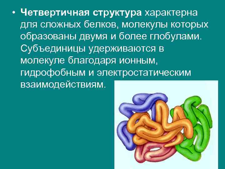  • Четвертичная структура характерна для сложных белков, молекулы которых образованы двумя и более