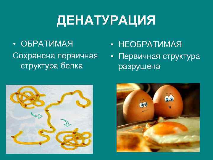 Как называется процесс разрушения белков. Денатурация белка. Обратимая и необратимая денатурация белка. Необратимая денатурация.