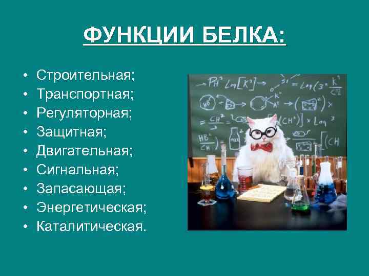 ФУНКЦИИ БЕЛКА: • • • Строительная; Транспортная; Регуляторная; Защитная; Двигательная; Сигнальная; Запасающая; Энергетическая; Каталитическая.