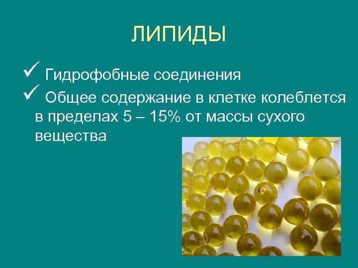 ЛИПИДЫ ü Гидрофобные соединения ü Общее содержание в клетке колеблется в пределах 5 –