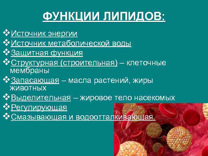 ФУНКЦИИ ЛИПИДОВ: v. Источник энергии v. Источник метаболической воды v. Защитная функция v. Структурная