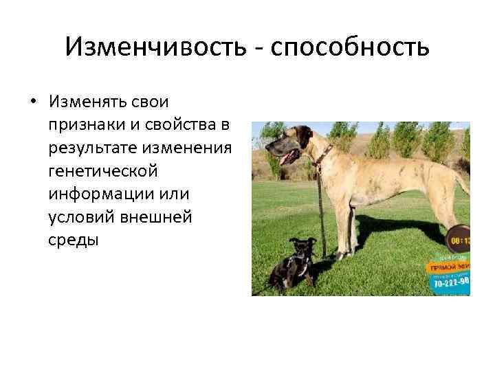 Изменчивость - способность • Изменять свои признаки и свойства в результате изменения генетической информации