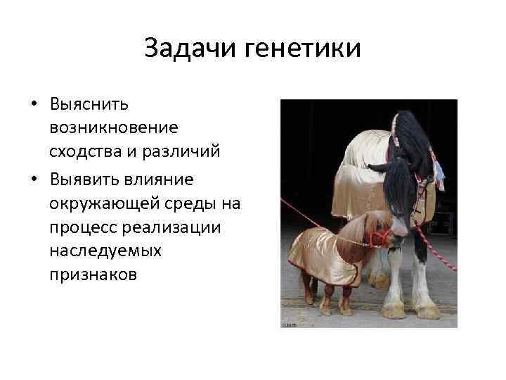 Задачи генетики • Выяснить возникновение сходства и различий • Выявить влияние окружающей среды на