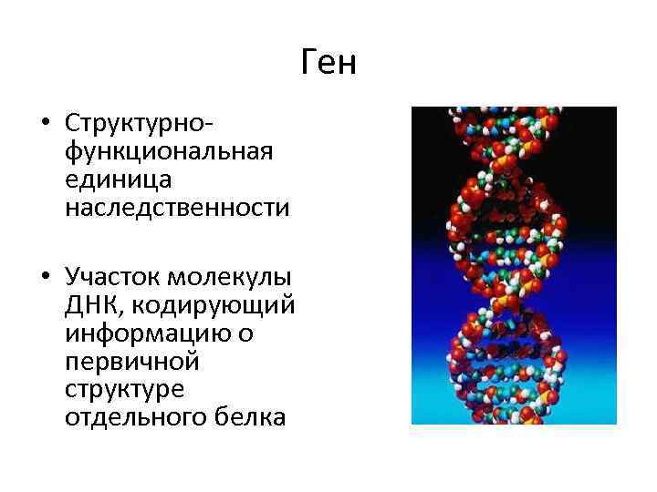 Ген • Структурнофункциональная единица наследственности • Участок молекулы ДНК, кодирующий информацию о первичной структуре