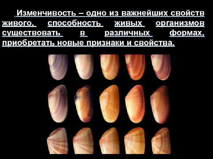Изменчивость – одно из важнейших свойств живого, способность живых организмов существовать в различных формах,