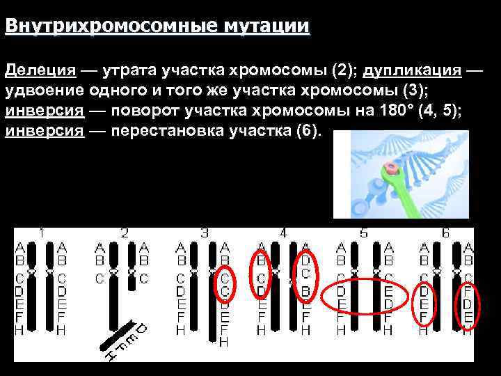 Делеция это. Дупликация участка хромосомы. Дубликация участка хромосомы. Утрата участка хромосомы (делеция). Дупликация хромосом делеция.