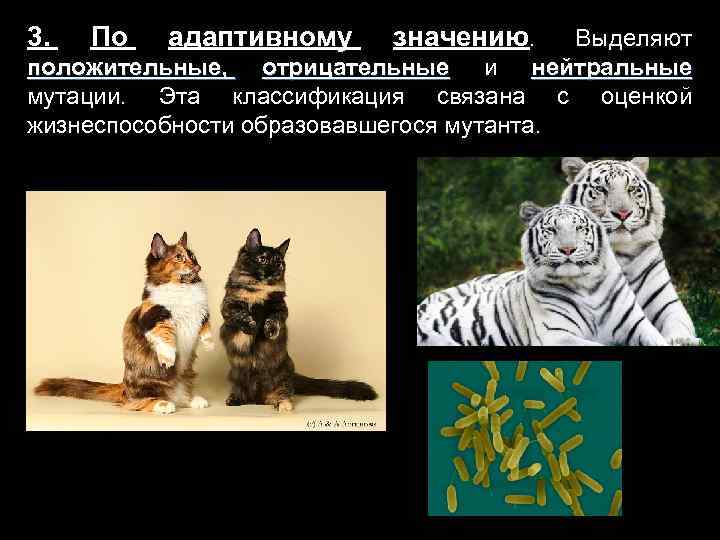 3. По адаптивному значению. Выделяют положительные, отрицательные и нейтральные мутации. Эта классификация связана с