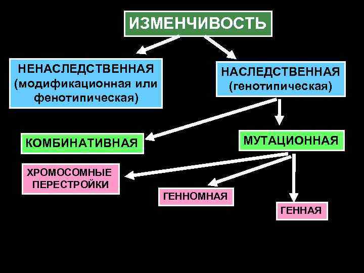 Модификационная и наследственная изменчивость комбинативная изменчивость презентация 10 класс