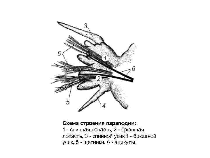 Параподия нереиды рисунок