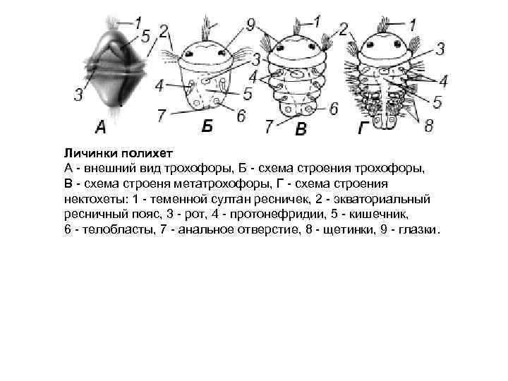 Какой цифрой обозначен на рисунке орган человека в котором проходит последняя личиночная стадия